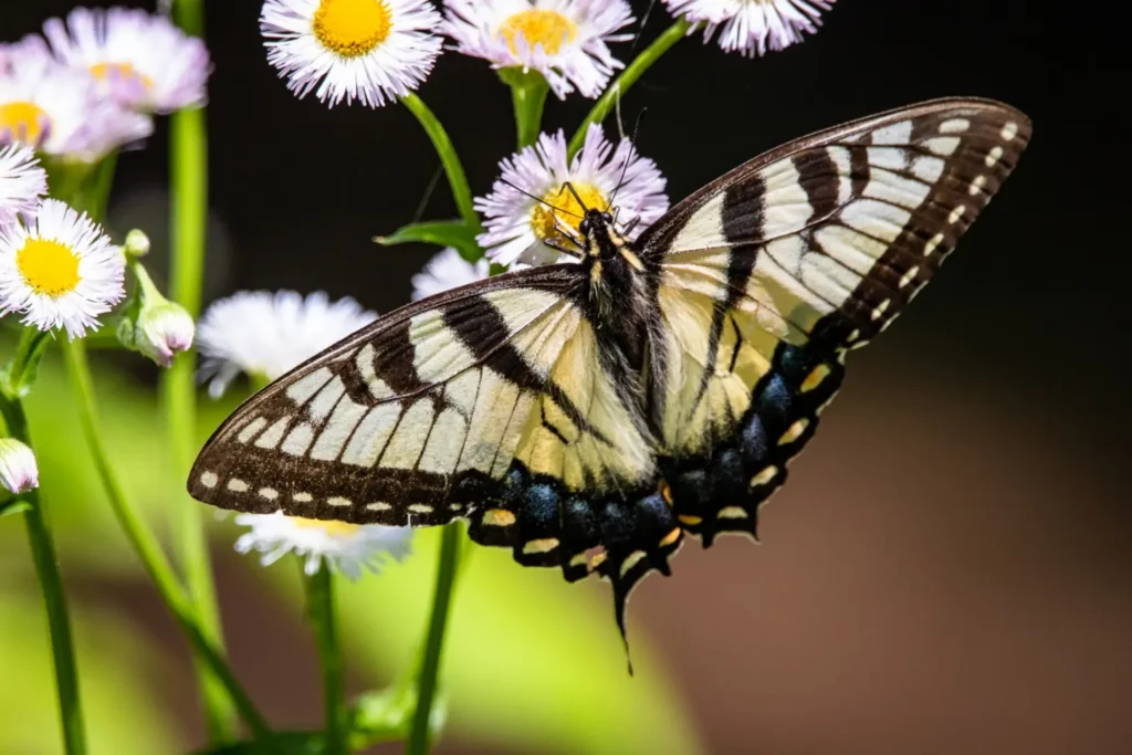 Schmetterling Schwalbenschwanz