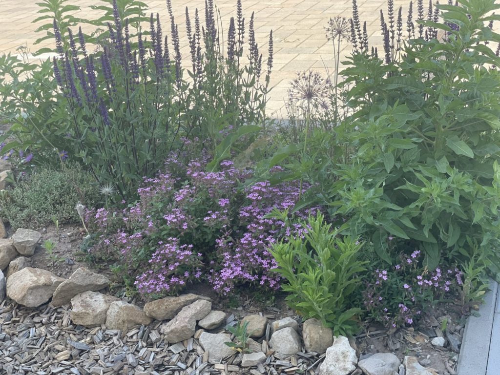 bienenfreundliches Beet im Vorgarten