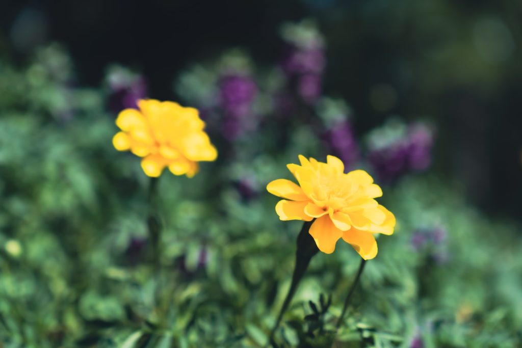 Tagetes als Gründüngung