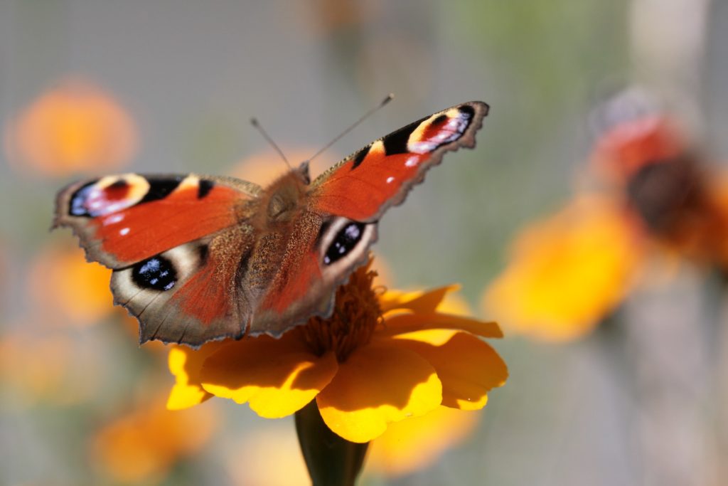 Schmetterling Tagpfauenauge sitzt auf Tagetes