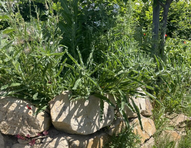 5 einfache Schritte für einen bienenfreundlichen Garten
