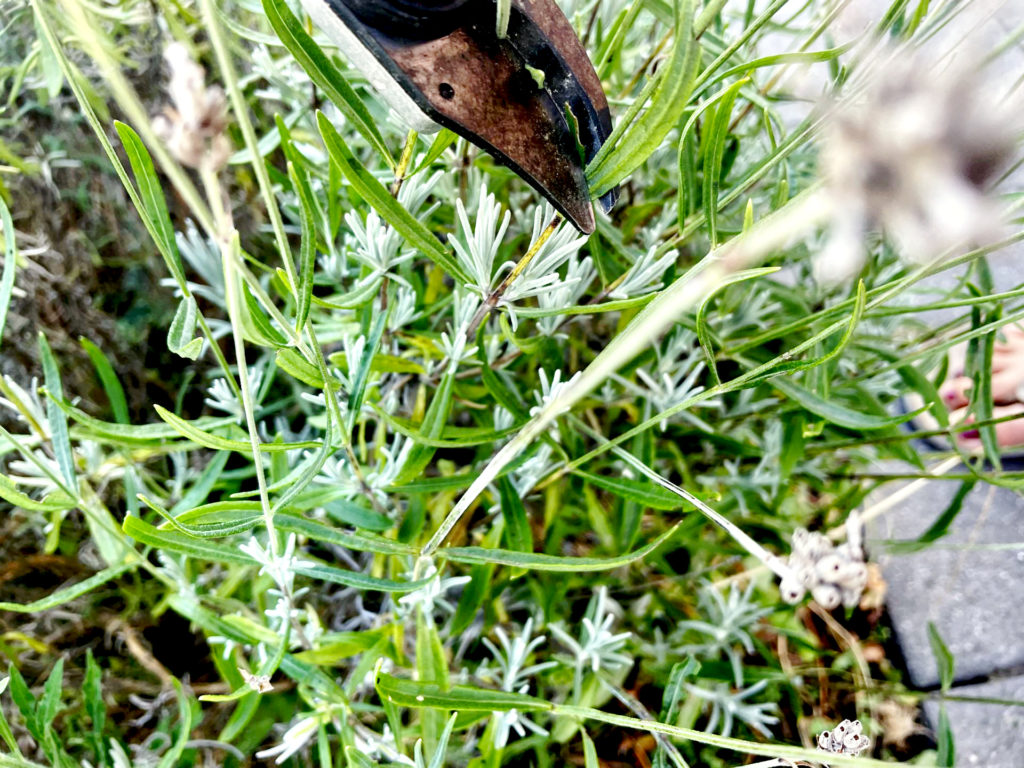 Lavendel schneiden: über den silbernen Blätter