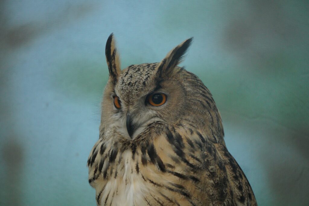 Uhu's gehören zu den heimischen Vogelarten in Deutschland