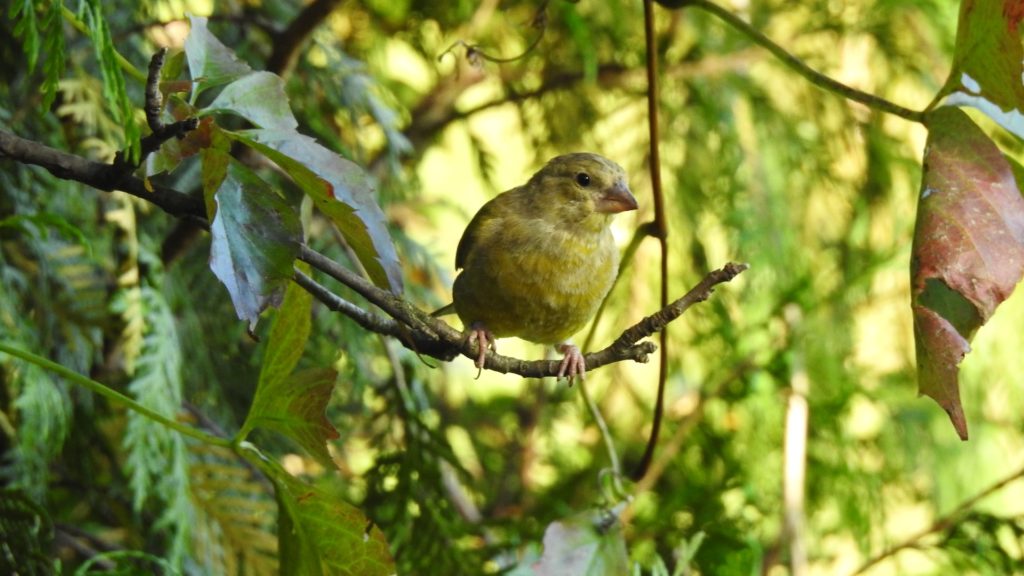 Vogelversteck