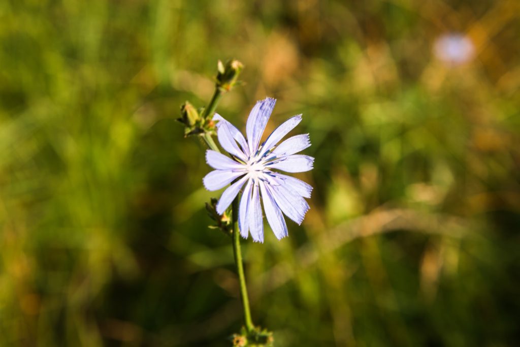 Wegwarte, eine ausdauernde Herbstpflanze