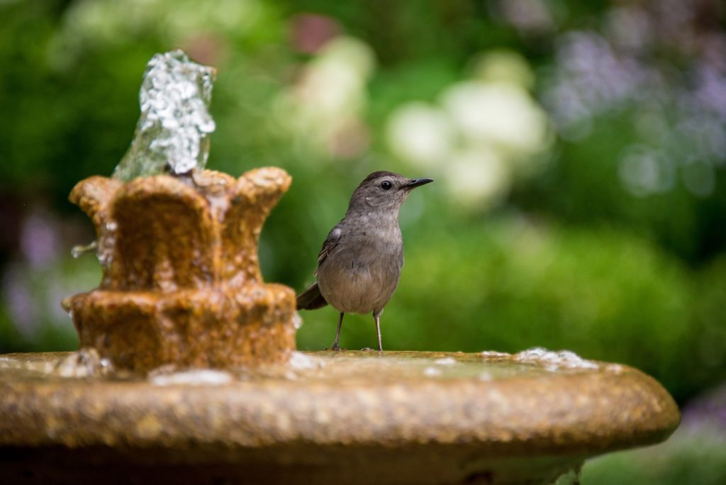 Wasserspiel und Natur