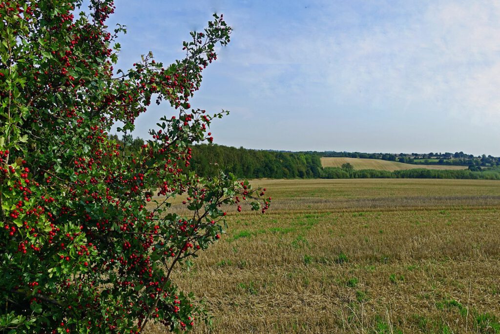 Weißdorn an einem sonniges Feld