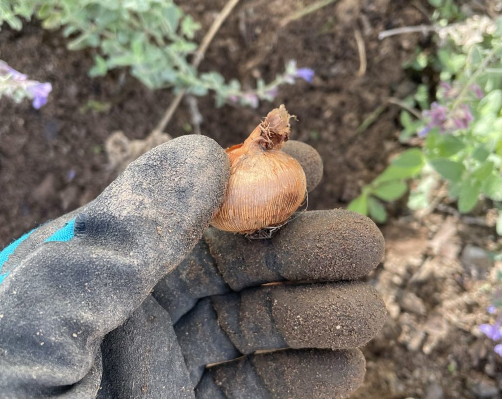 Wie pflanzt man Blumenzwiebeln richtig ein. Blumenzwiebeln pflanzt man mit der Spitze nach oben.