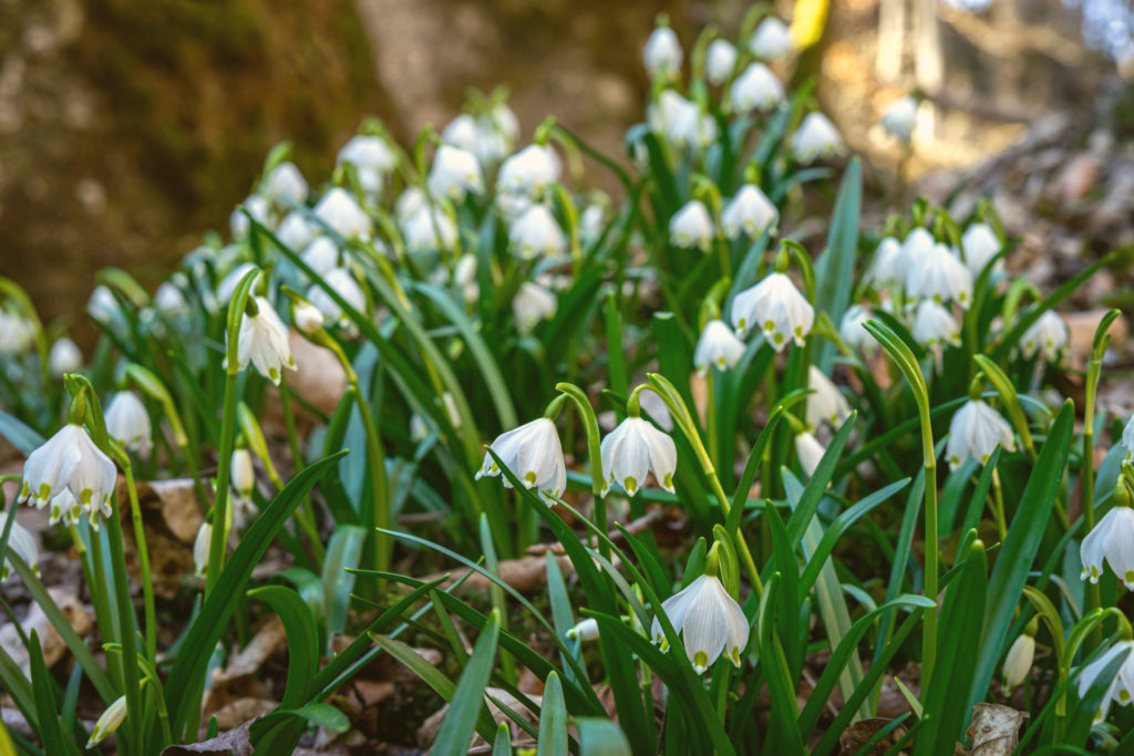 Frühblüher pflanzen: hier der weiße Märzenbecher lassen sich im Herbst pflanzen.