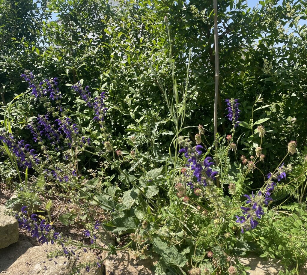 Wiesensalbei, Pimpinelle
bienenfreundliche Stauden vor heimischem Liguster