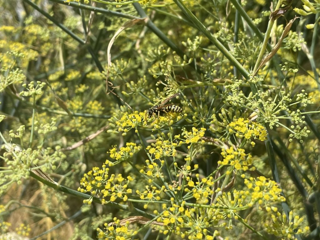 Wilder Fenchel ist eine tolle Bienenweide