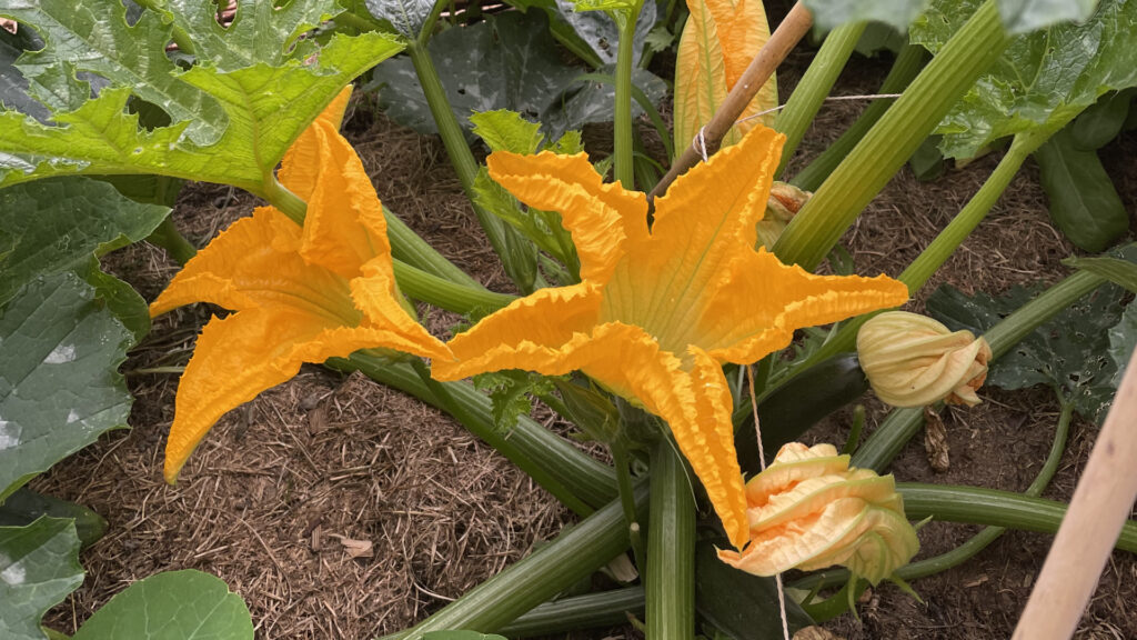 Zuchiniblüte im Naturgarten