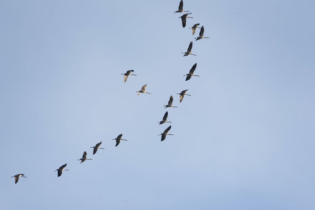 Zugvögel sind nur zeitlich begrenzt in Deutschland