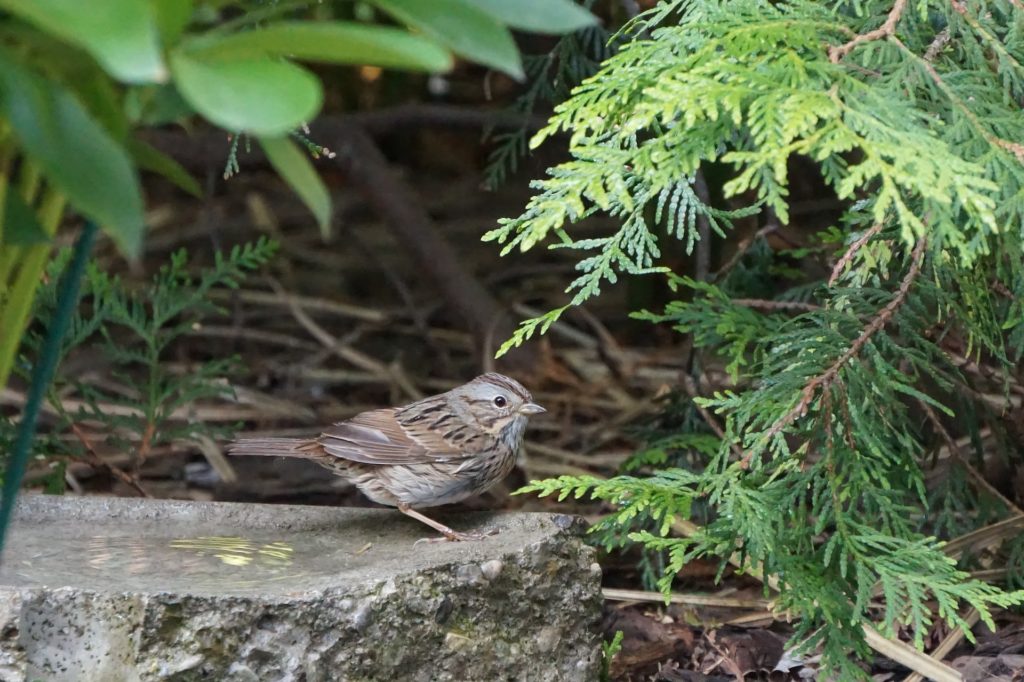 Tränke für Vögel ist im naturnahen Garten sehr gerne gesehen