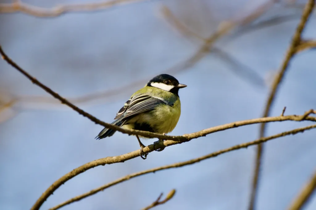 Kohlmeisen sind häufige Besucher im winterlichen Garten.