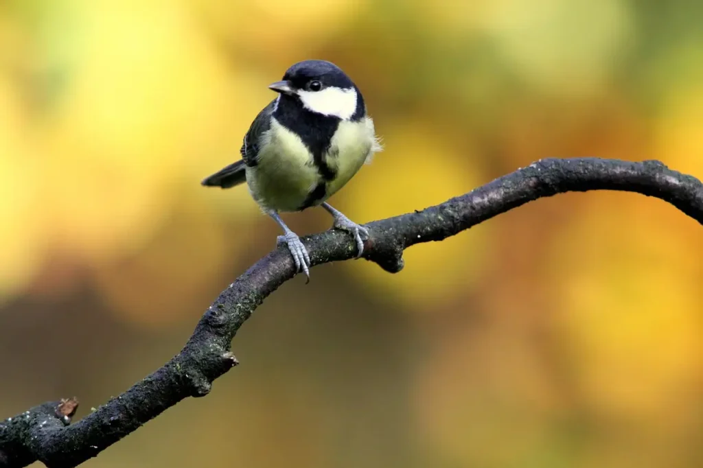 Die Blaumeise ist ein schöner Gartenvogel im Garten. Welcher Nistkasten für Blaumeise und Kohlmeise geeignet ist, erfährst du in diesem Artikel