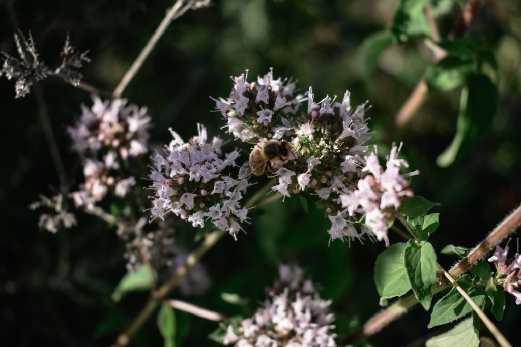 Blühender Oregano