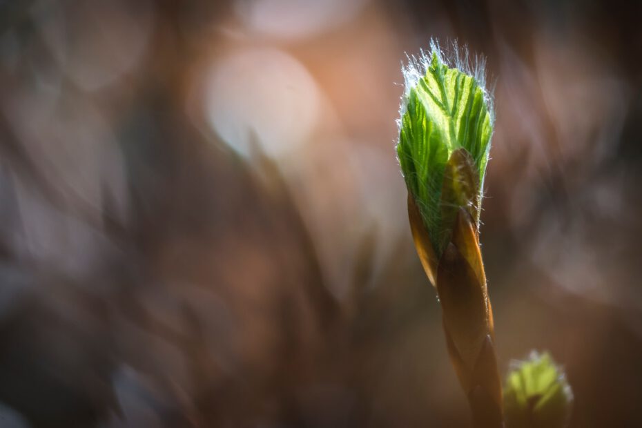 erste Blätter zeigen sich im Frühling bei einem Strauch