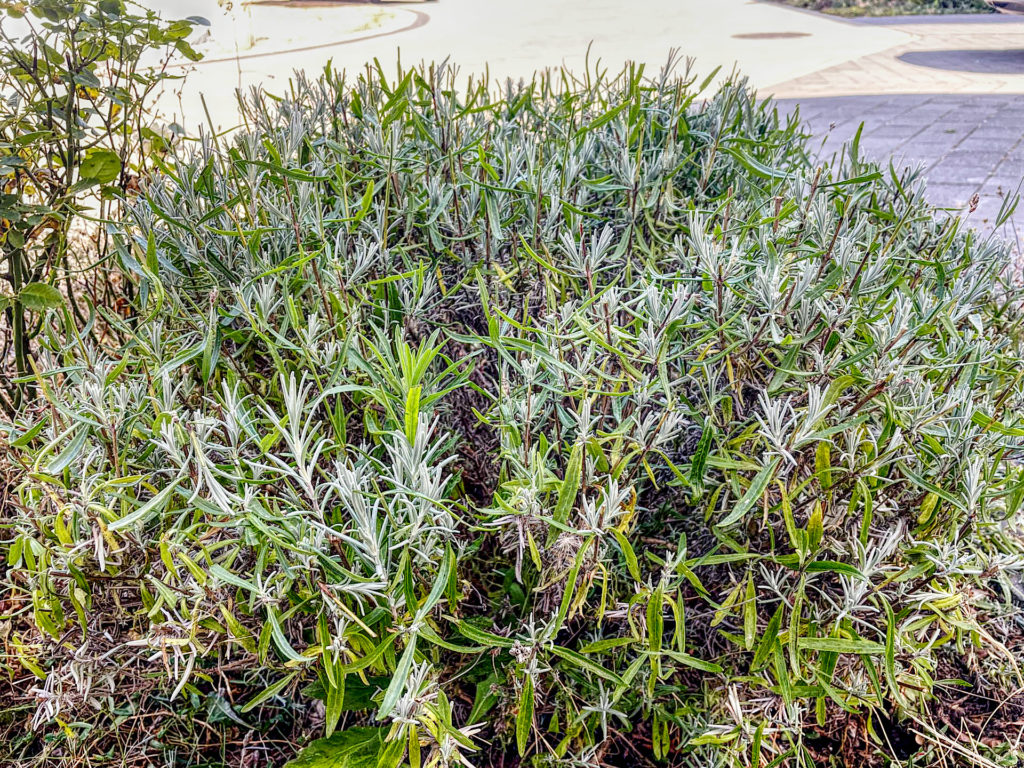 Lavendel nach fertigem Rückschnitt