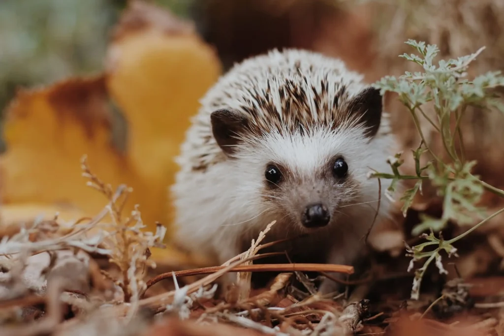 Ein Winterquartier für den Igel im September bauen