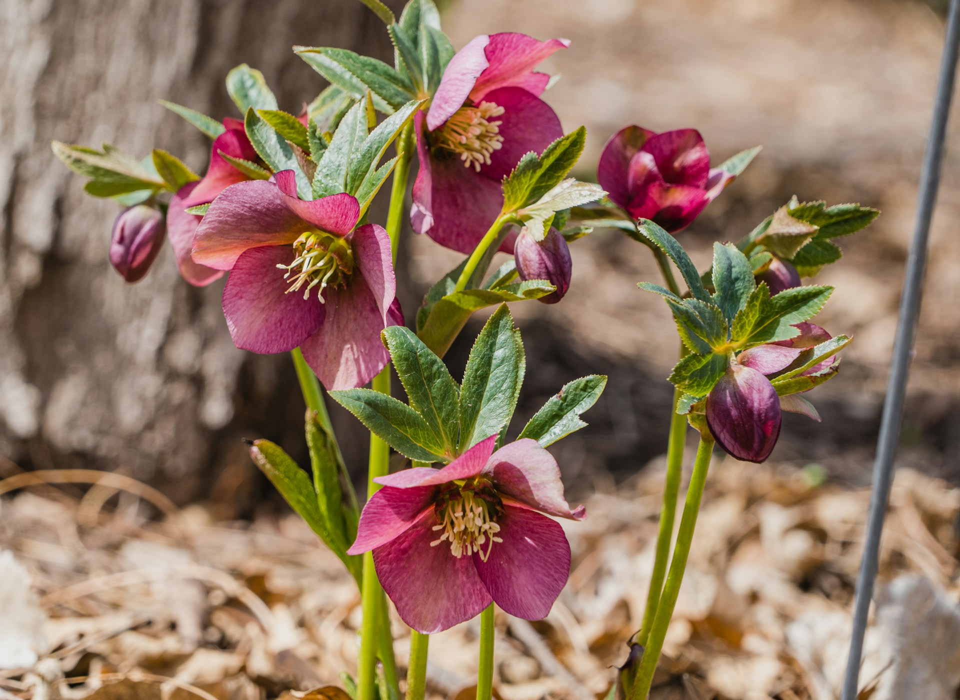 Die Lenzrose Ein Frühblüher mit besonderen Eigenschaften