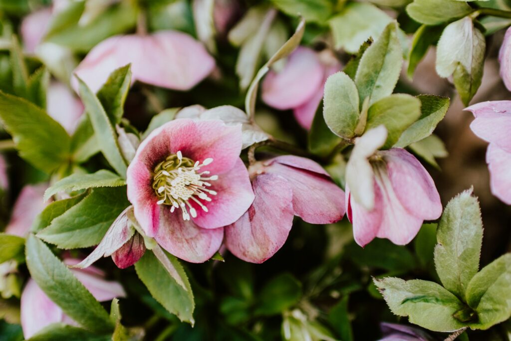 Im Winter blüht sehr wenig im Garten. Oder? Nein, einer der ersten Frühblüher ist die Lenzrose, auch Nieswurz genannt.