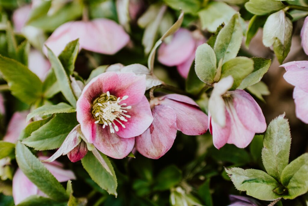 Die Nieswurz oder Lenzrose ist eine wunderschöne Staude, die bereits im Frühjahr für Nahrung im Garten sorgt.