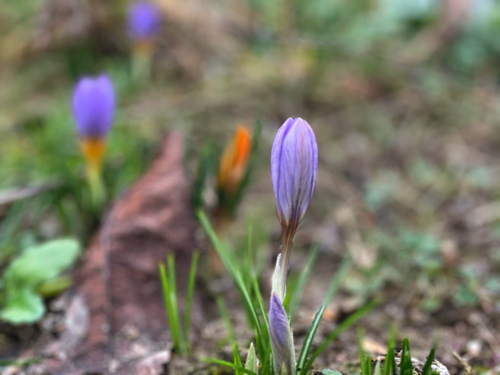 Frühblüher im Garten