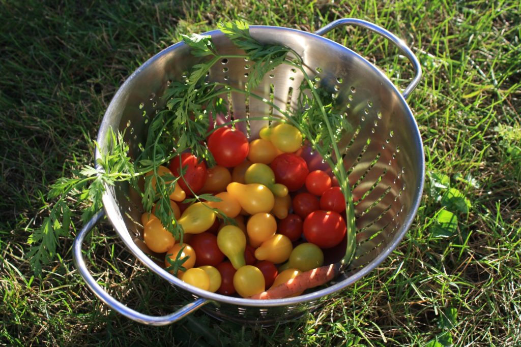 Letzte Tomaten ernten