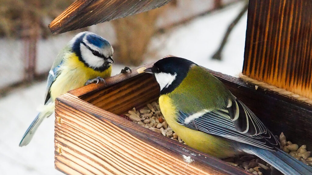 Vögel wie die Blaumeise und die Kohlmeise fressen Vogelfutter aus einem Futterhaus.