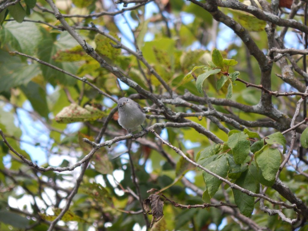 Rückzugsmöglichkeit für Vögel im Naturgarten