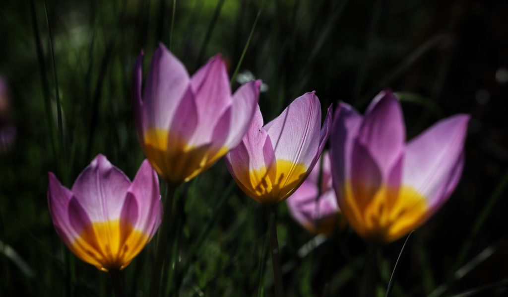 Botanische Tulpen