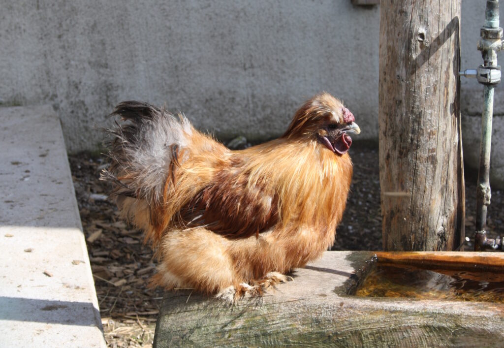 Zwerg-Seidenhühner, sind wegen ihres flauschigen Gefieders und ihrer ruhigen Art beliebt. Es gibt sie in unterschiedlichsten Farbvarianten und sind gerade für Kinder gut geeignet.
